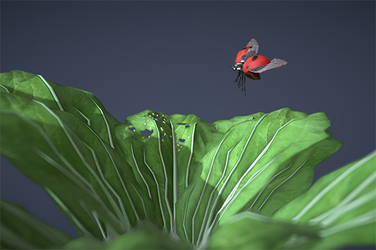 ladybug